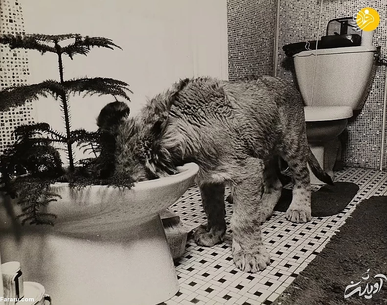 (تصاویر) داستان یک شیر؛ از بنز سواری تا رهایی در حیات وحش کنیا